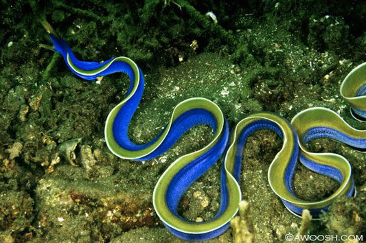 Blue Ribbon Eel - Violet Sea Fish and Coral