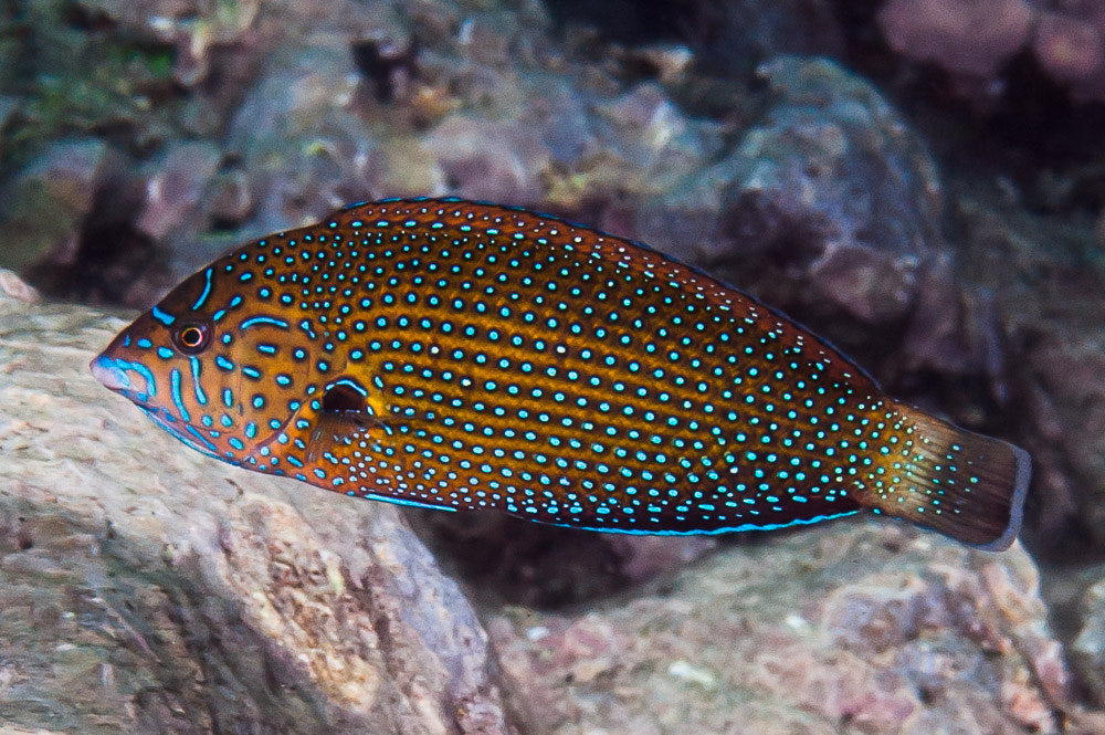 Bluespotted Wrasse - Violet Sea Fish and Coral