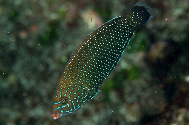 Bluespotted Wrasse - Violet Sea Fish and Coral