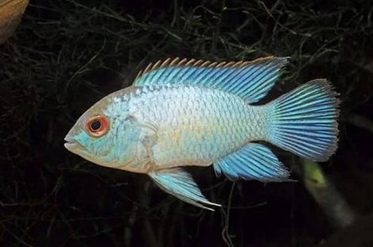 Blue Acara Cichlid