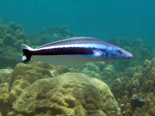 Blue Blanquillo Tilefish Size: M 2" to 3"