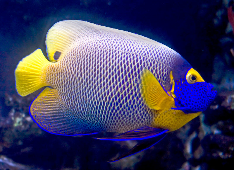 Blueface Angelfish Adult - Violet Aquarium