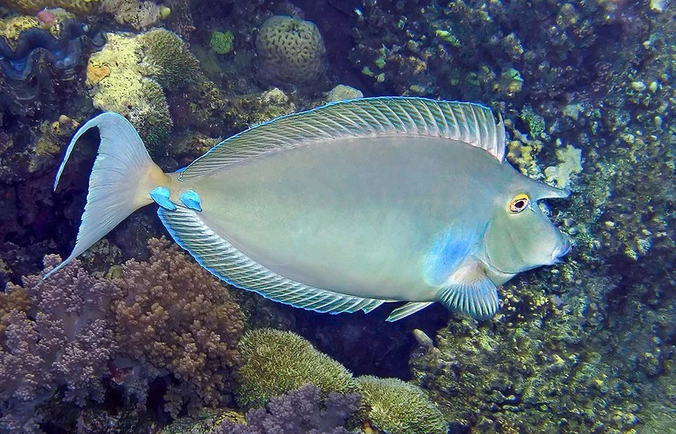 Bluespine Unicorn Tang Size: Tiny 2" Approx - Violet Aquarium 