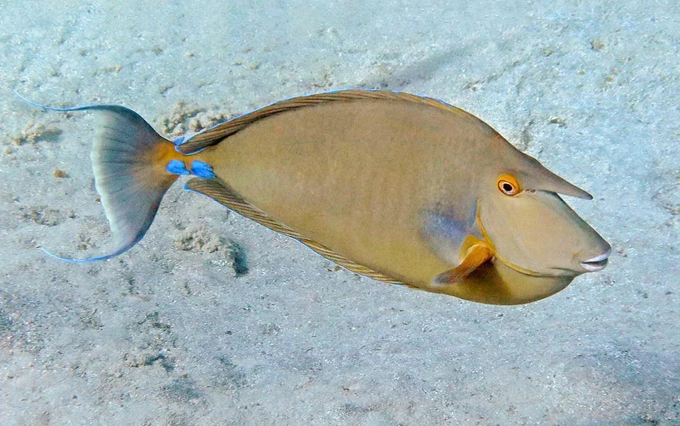 Bluespine Unicorn Tang Size: Tiny 2" Approx - Violet Aquarium 