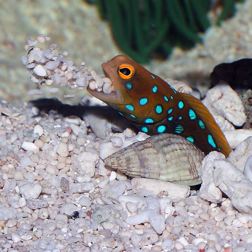 Blue Spotted Jawfish Size: L 3" to 4"