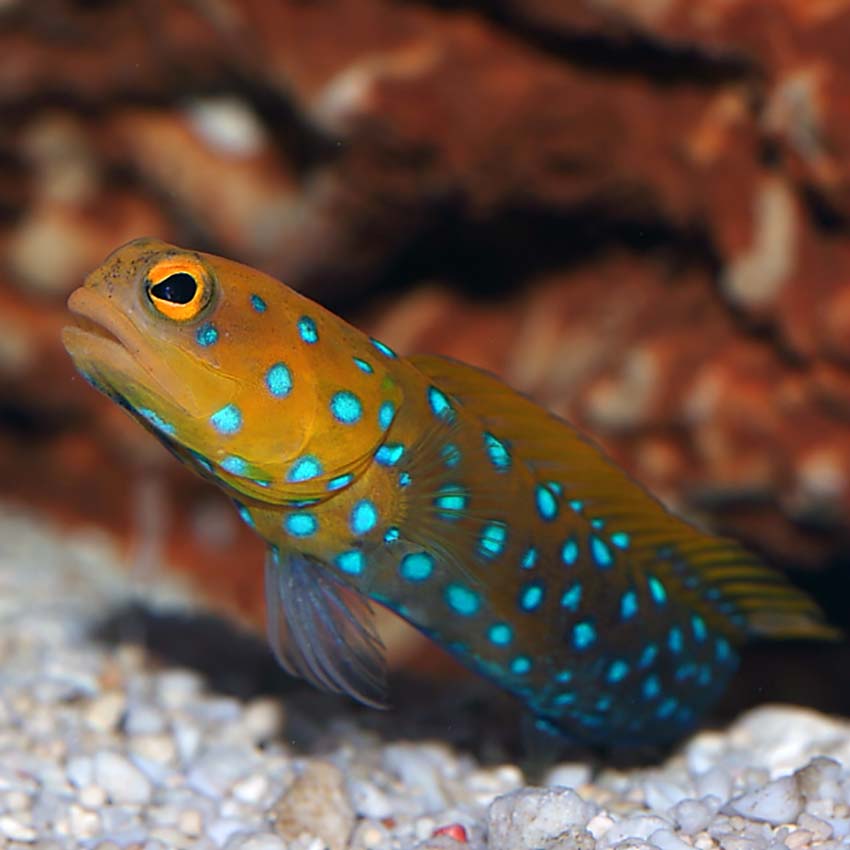 Blue Spotted Jawfish Size: L 3" to 4"