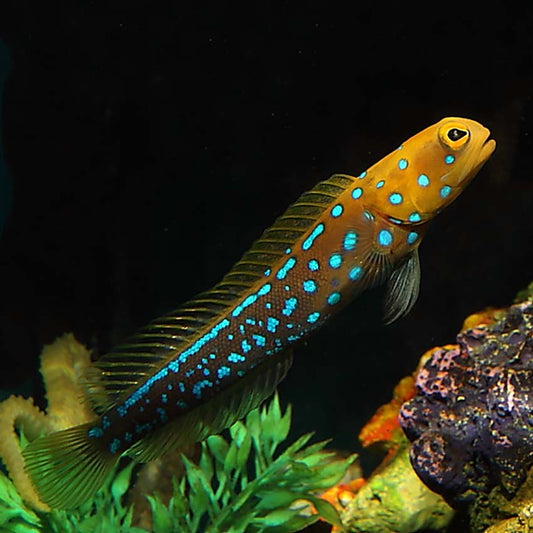 Blue Spotted Jawfish Size: L 3" to 4"