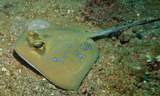 Kuhl's Masked Blue Spotted Sting Ray (Triangular Body Shape) Size: ML 12" to 14"