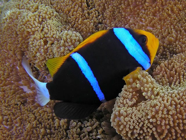 Rare Solomon Island  Whitetail Bluestripe Clownfish Size: XL 3" to 4"