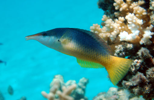 Brown Bird Wrasse - Violet Aquarium