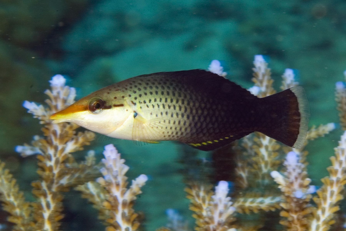 Brown Bird Wrasse - Violet Aquarium