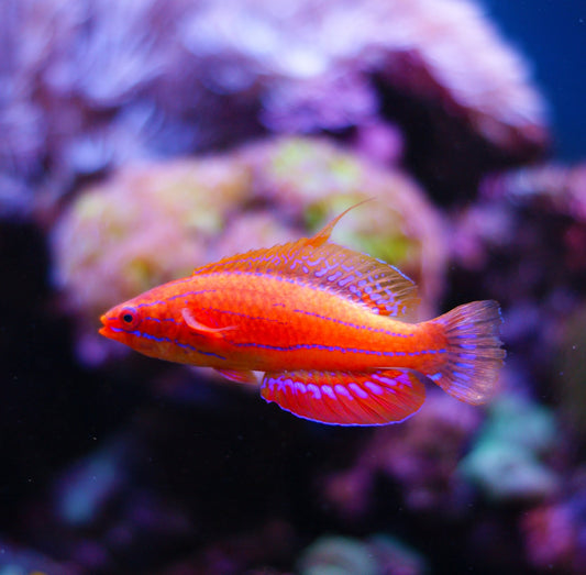 Carpenter's Flasher Wrasse - Violet Aquarium