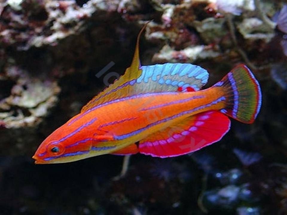 Carpenter's Flasher Wrasse - Violet Aquarium