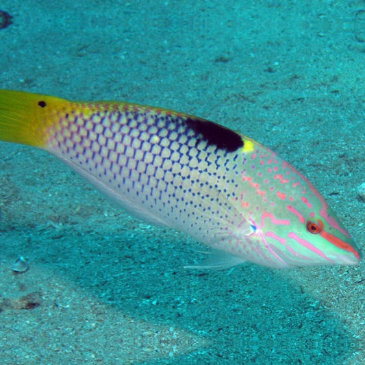 Checkerboard Wrasse - Violet Sea Fish and Coral