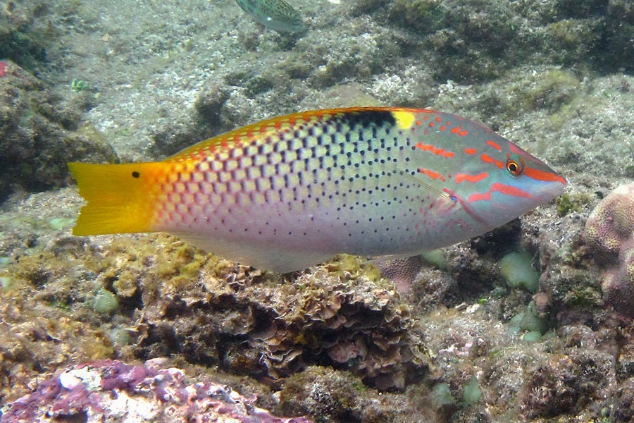 Checkerboard Wrasse - Violet Sea Fish and Coral