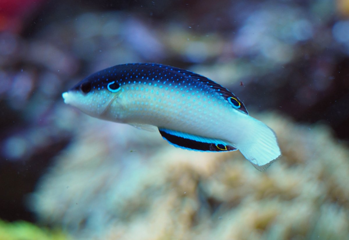 Black Back China Wrasse - Violet Sea Fish and Coral