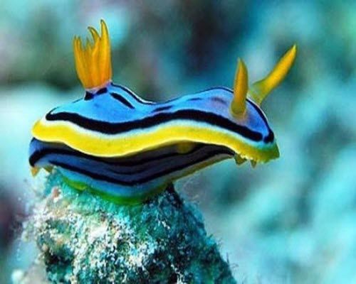 Chromodis Lubocki Nudibranch