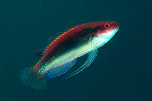 Temminckii Fairy Wrasse - Violet Sea Fish and Coral