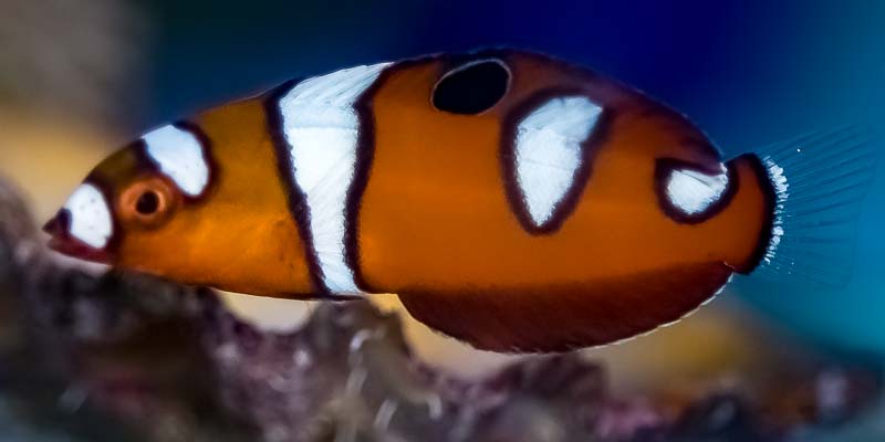 Red Coris Formosa Wrasse Juvenile Size: Tiny 2" and Below