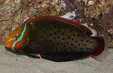 Red Coris Farmosa Wrasse Fish - Violet Sea Fish and Coral