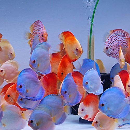 Discus Assorted (Maldives) Size: L 3" to 4"