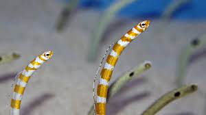 Splendid Orange Banded Garden Eel: SALE Buy 7 and get 10. Three for free