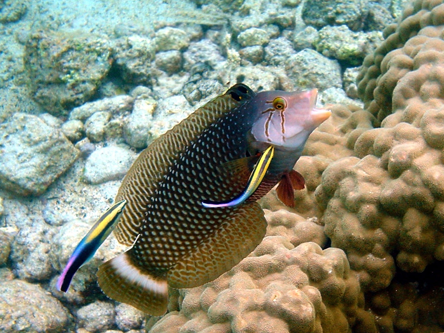 Dragon Wrasse Size: ML 3.5" to 4.5"