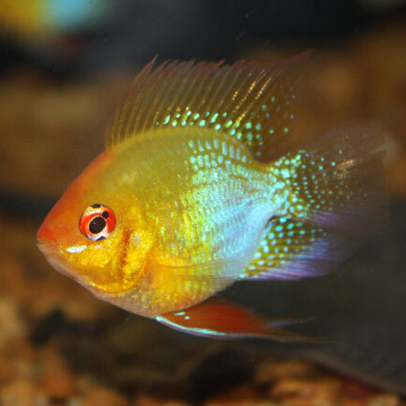 Golden Ramirezi Balloon Ram