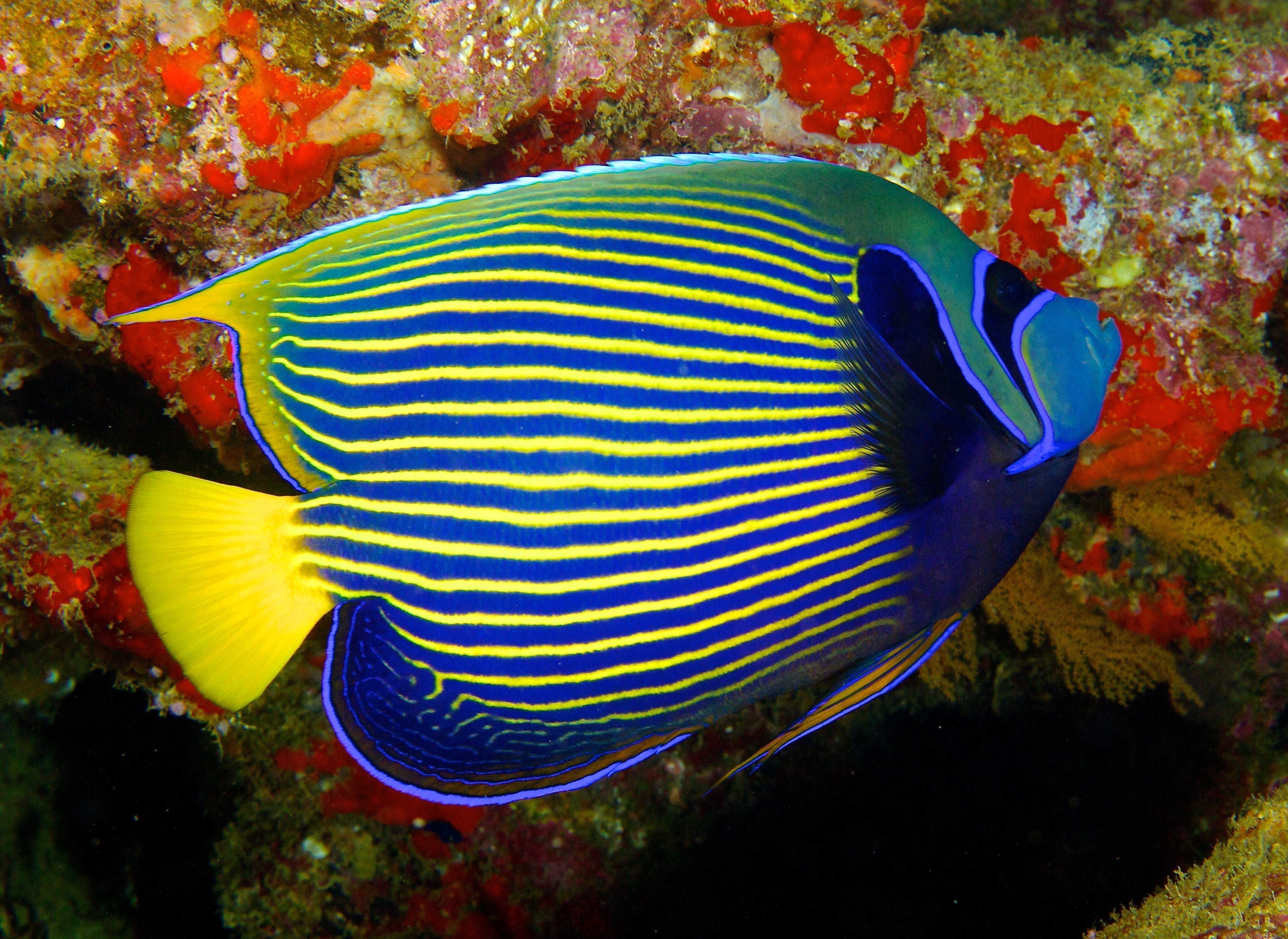 Emperor Angelfish Adult Size: XXXL/SHOW 9