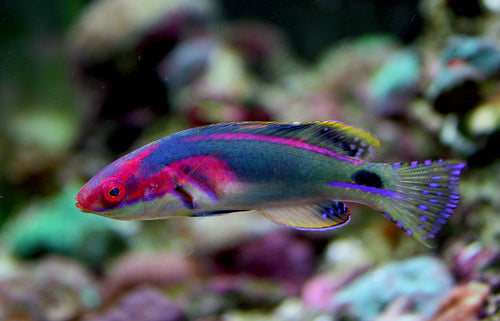 Exquisite Fairy Wrasse - Violet Aquarium