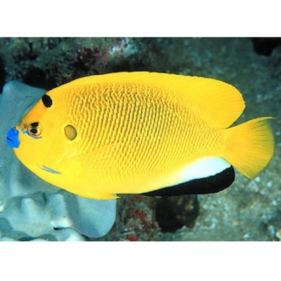 Flagfin Angelfish - Violet Aquarium