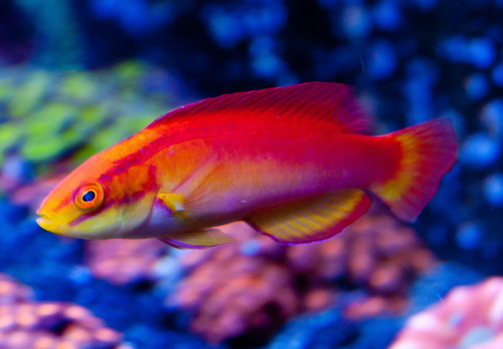 Flame Wrasse - Violet Aquarium