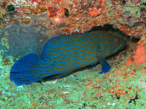 Blueline Grouper - Violet Sea Fish and Coral