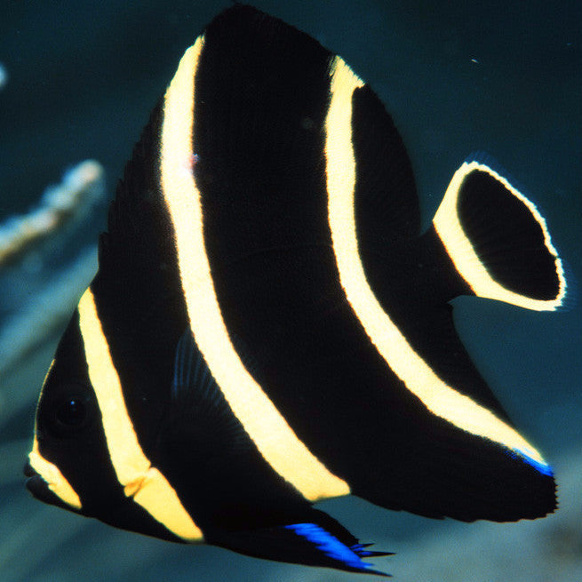 French Angelfish - Violet Aquarium