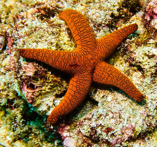 Orange Fromia Starfish