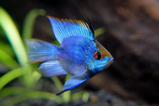 Electric Blue Ramirezi Balloon Ram