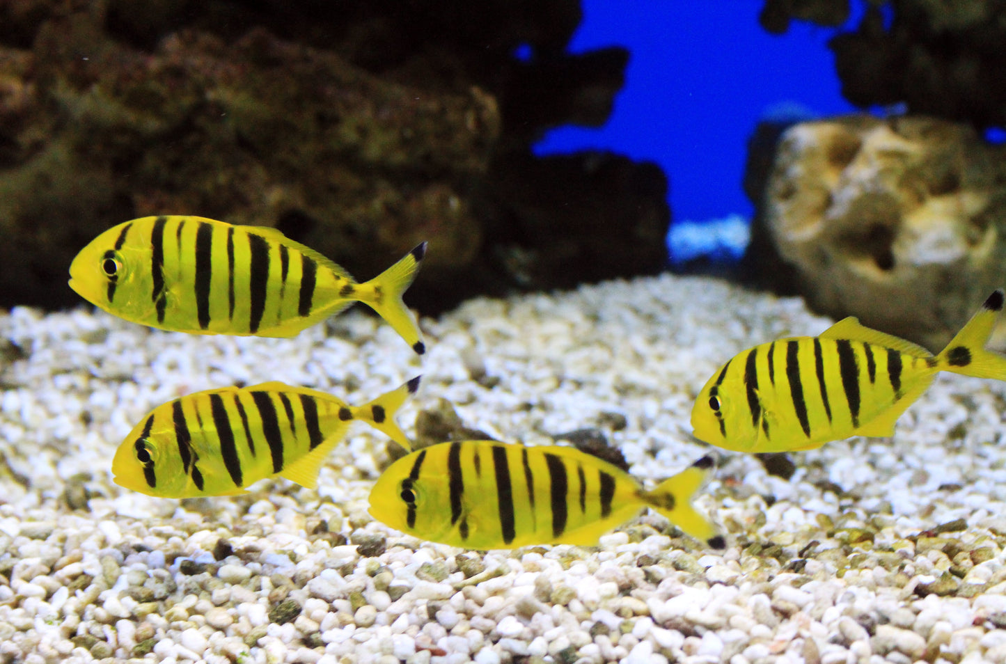 Gold Black Pilot Fish - Violet Aquarium