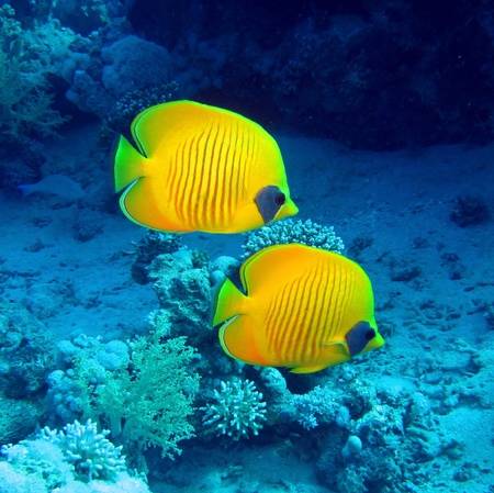 Golden Butterflyfish - Violet Aquarium