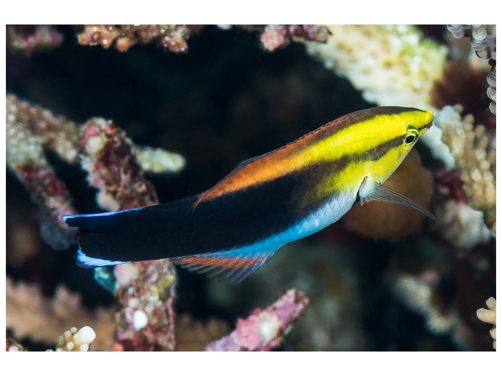 Golden Cleaner Wrasse Solomon Islands Size: M 1.5" to 2"