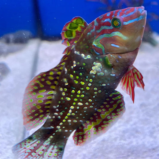 Finspot Gold Nugget Wrasse Size: L 2.5" to 3"