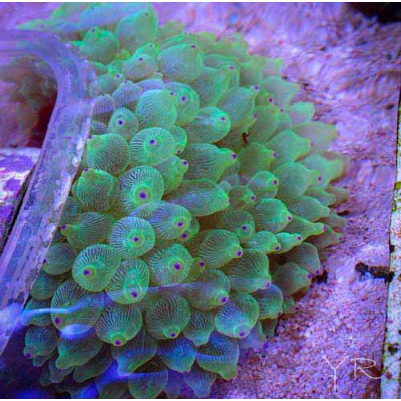 Anemone – Violet Aquarium