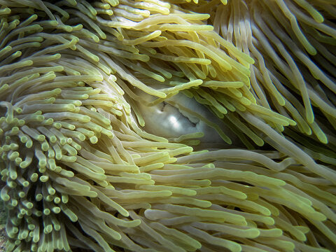 Green Ritteri Anemone (Australian Import)