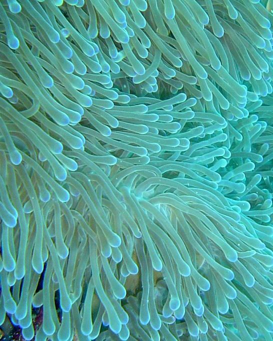 Green Ritteri Anemone (Australian Import)