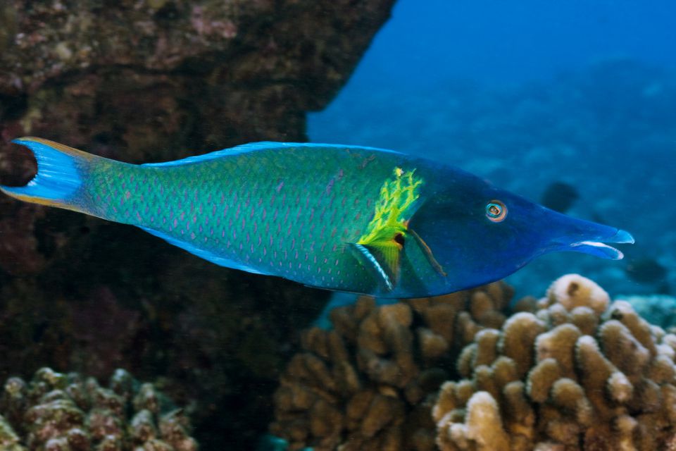 Green Bird Wrasse - Violet Aquarium