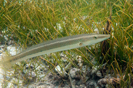 Cigar Wrasse Size: S 1" to 1.5"