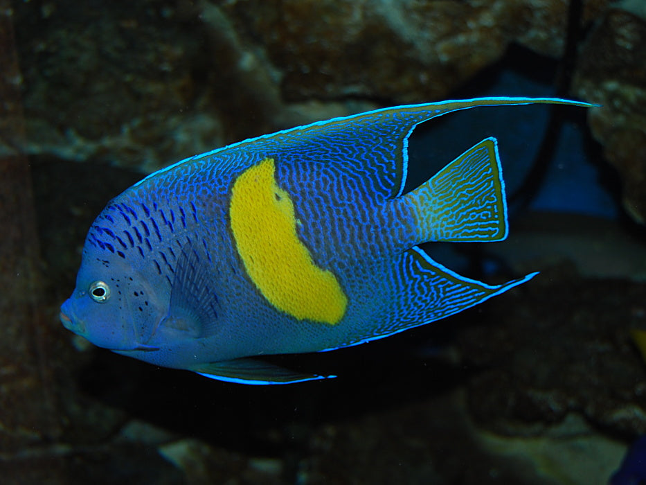 Maculosus Halfmoon Angelfish - Violet Aquarium