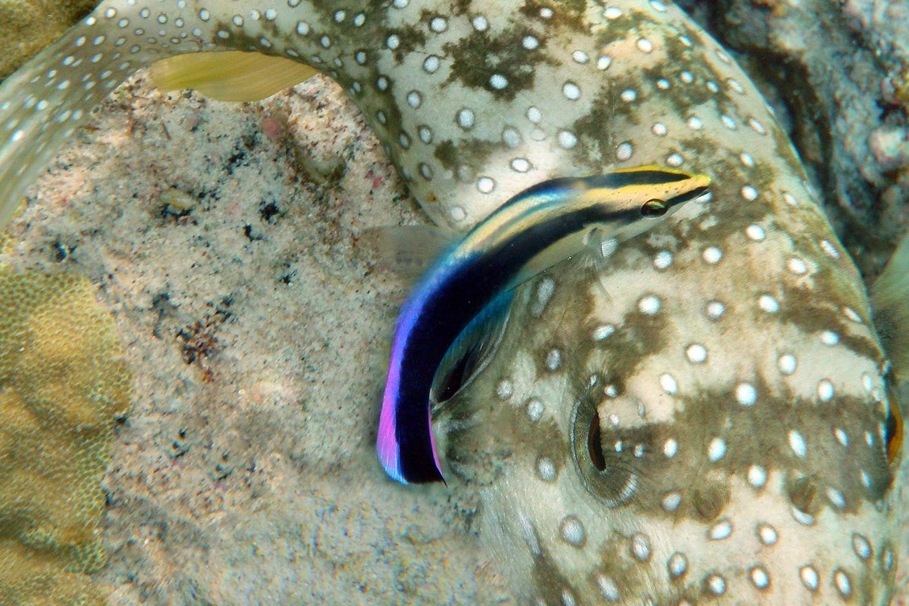 Hawaii Cleaner Wrasse - Violet Aquarium