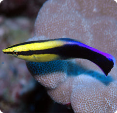 Hawaii Cleaner Wrasse - Violet Aquarium