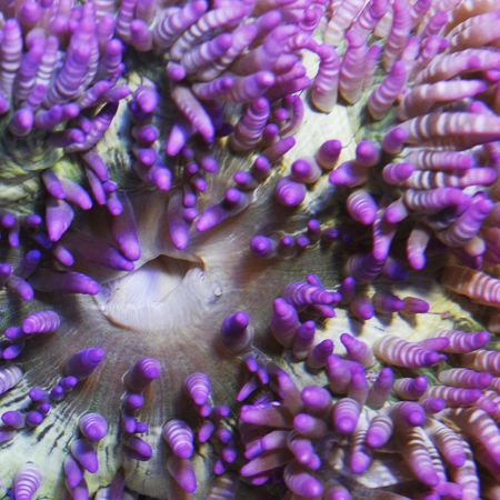 Neon Sand Anemone Size: XXL/SHOW 10" and Above