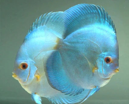 Discus Powder Blue Size: 4" plus (Maldives)